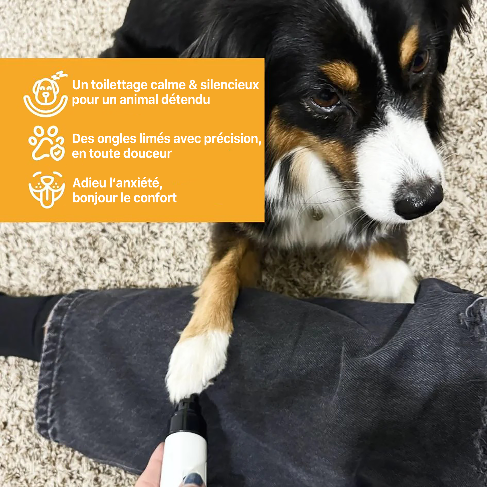 Isoria Pro – Limes à Ongles pour Animaux